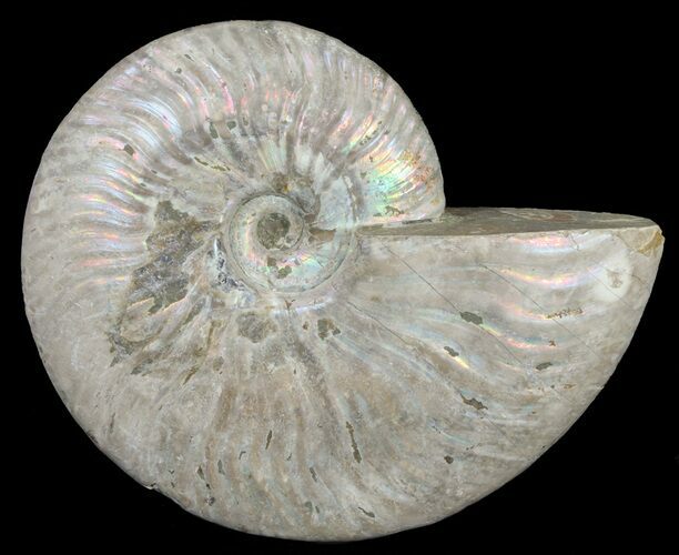 Silver Iridescent Ammonite - Madagascar #61512